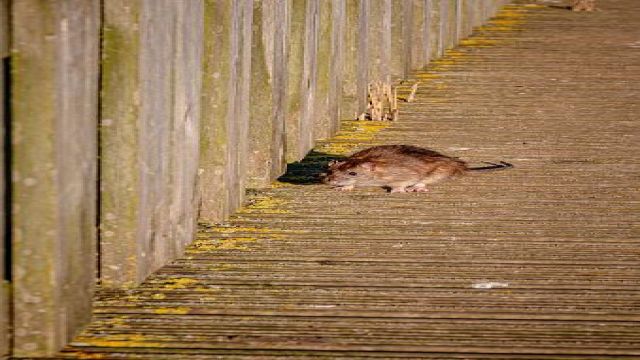 Mengenal Penyakit Leptospirosis dan Cara Pencegahannya
